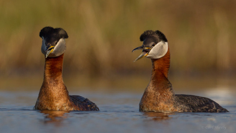 Red-necked-Grebes-4031.jpg