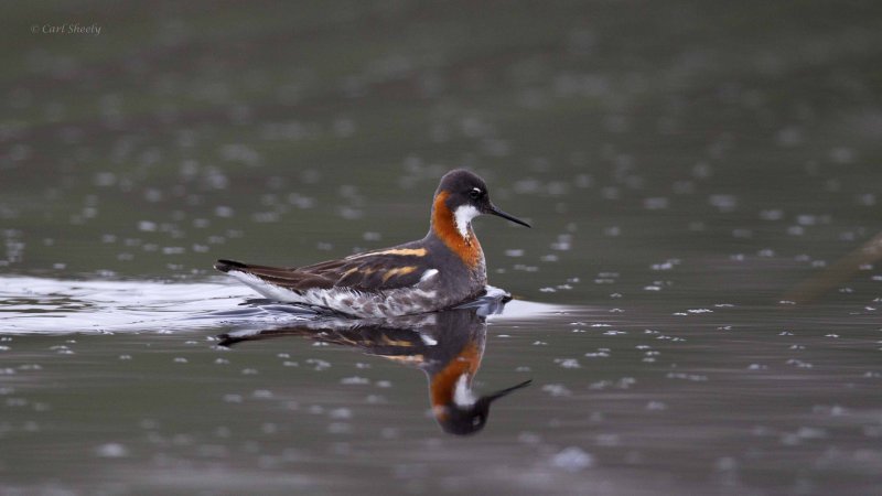 Red-necked-Phalarope-2463.jpg