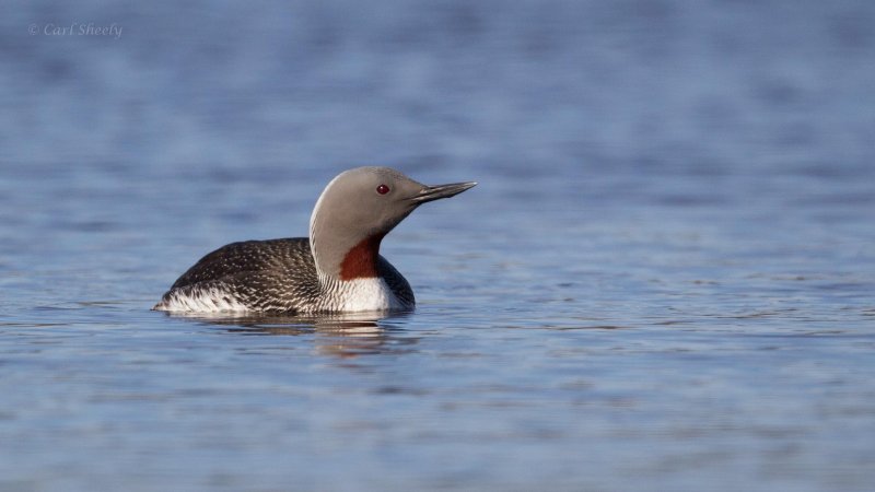 Red-throated-Loon-1089.jpg