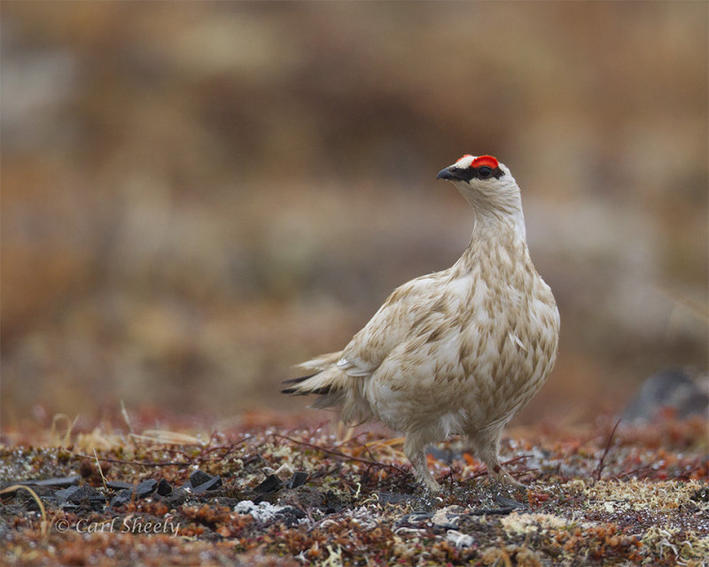 Rock-Ptarmigan-8281.jpg