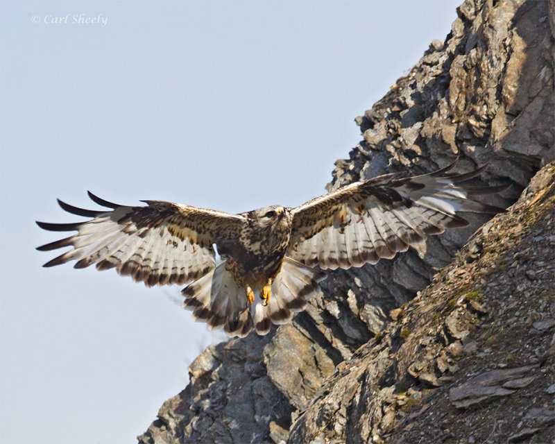 Rough-legged-Hawk-2913.jpg