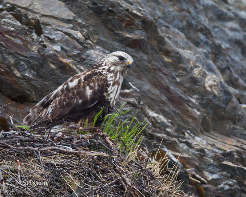 Rough-legged-Hawk-9217.jpg