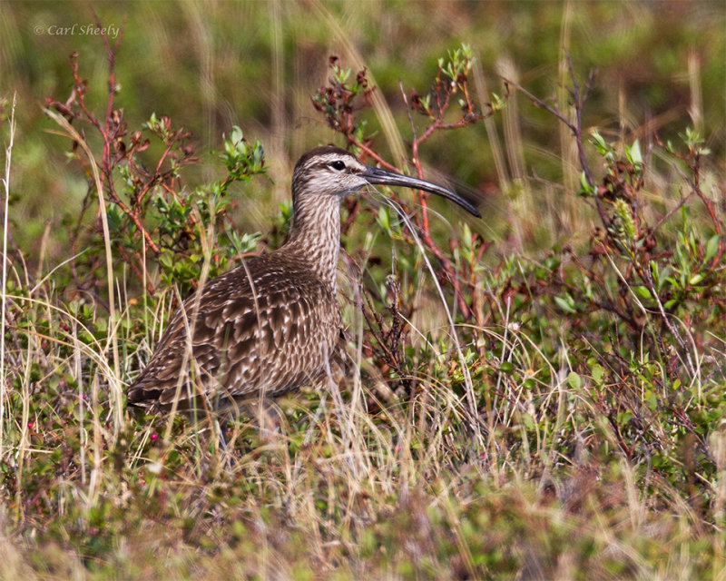 Whimbrel-3674.jpg
