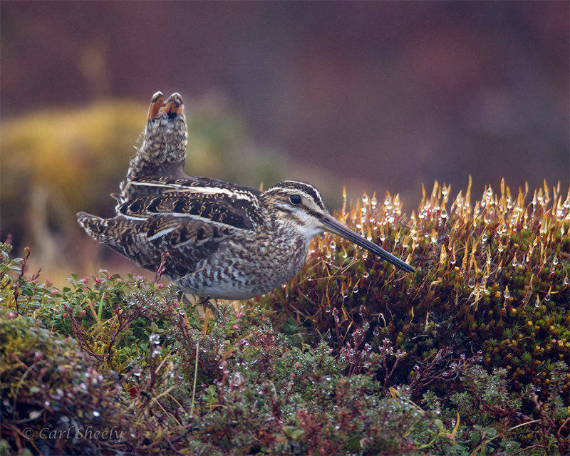 Wilsons-Snipe-7969.jpg