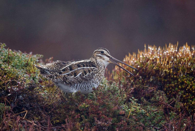Wilsons-Snipe-8128.jpg