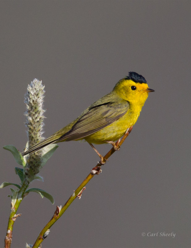 Wilsons-Warbler-3309.jpg