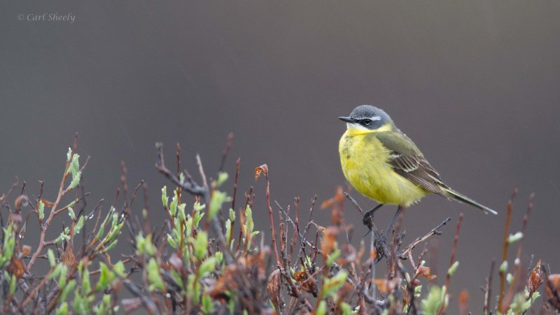 Yellow-Wagtail-1956.jpg