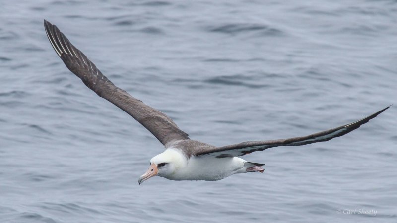 Lasan-Albatross-9015.jpg