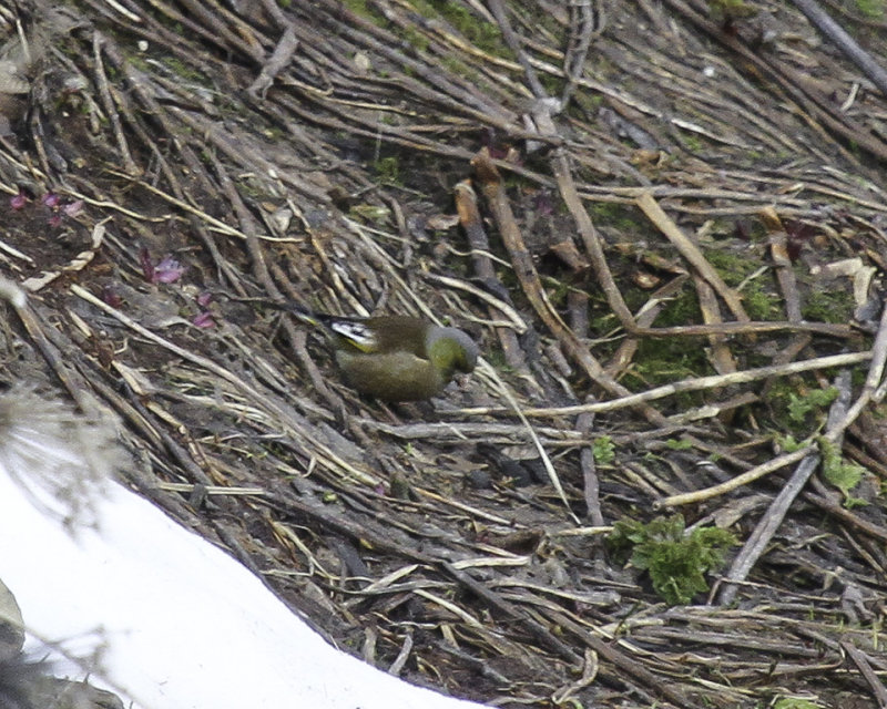 Oriental Greenfinch 1111.jpg