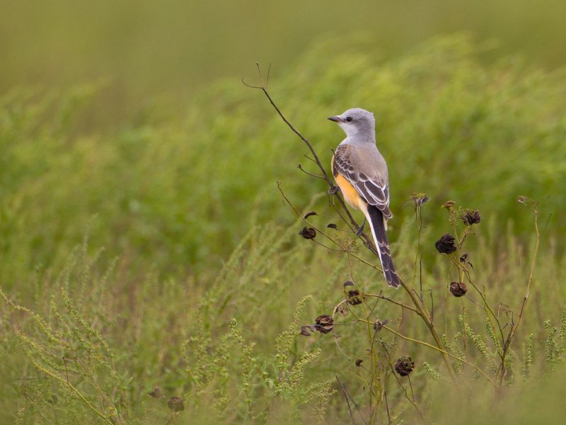 Scissor-tailed-Flycatcher4654-W.jpg