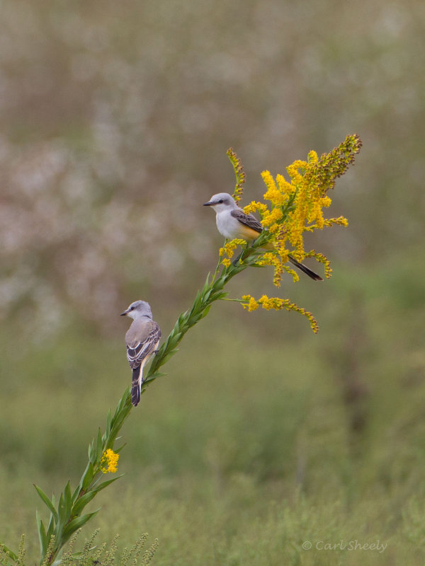 Scissor-tailed4674.jpg