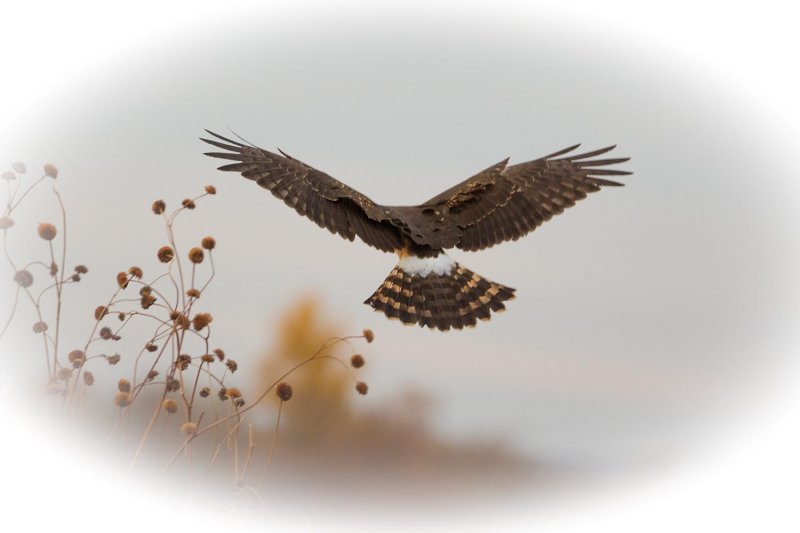Northern Harrier