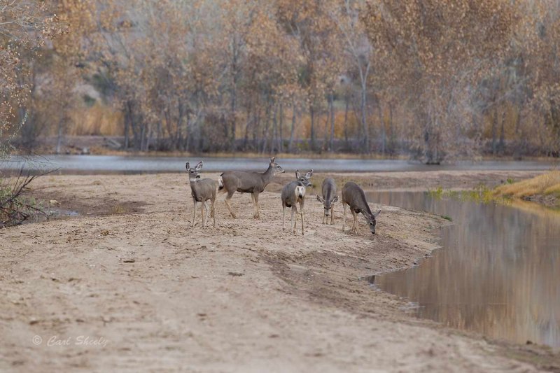 Mule Deer