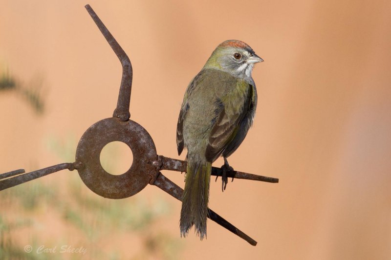 Green-tailed Towhee