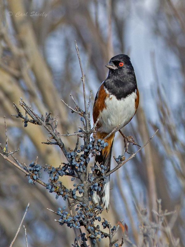 Spotted Towhee