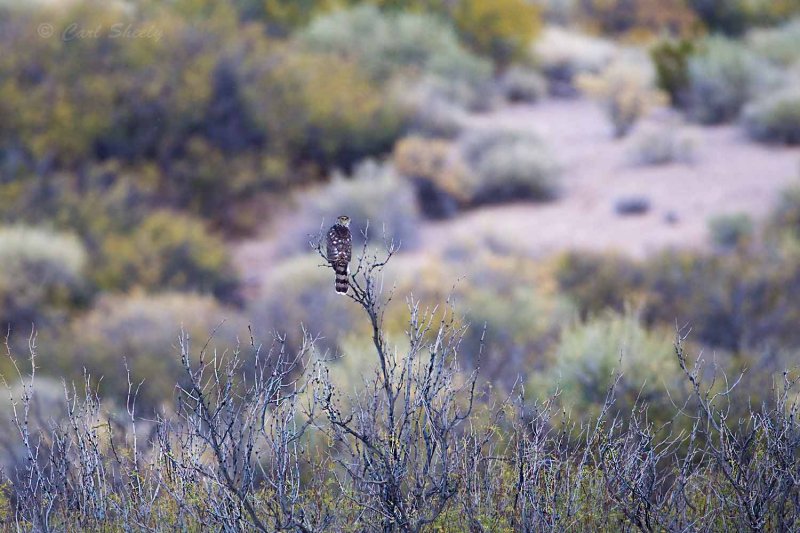 Coopers Hawk 9690.jpg