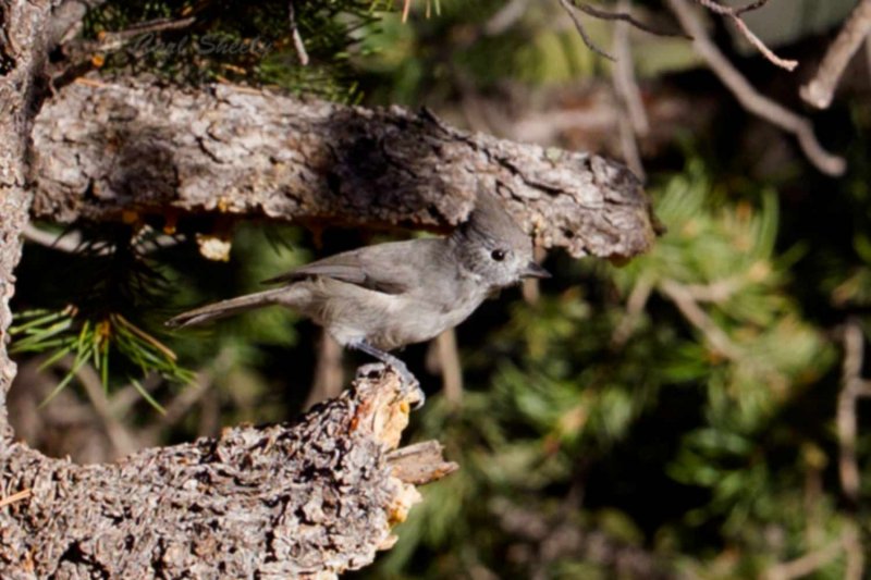 Juniper Titmouse 9148.jpg