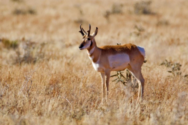 Pronghorn9114.jpg