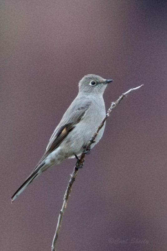Townsends Solitaire 9364.jpg