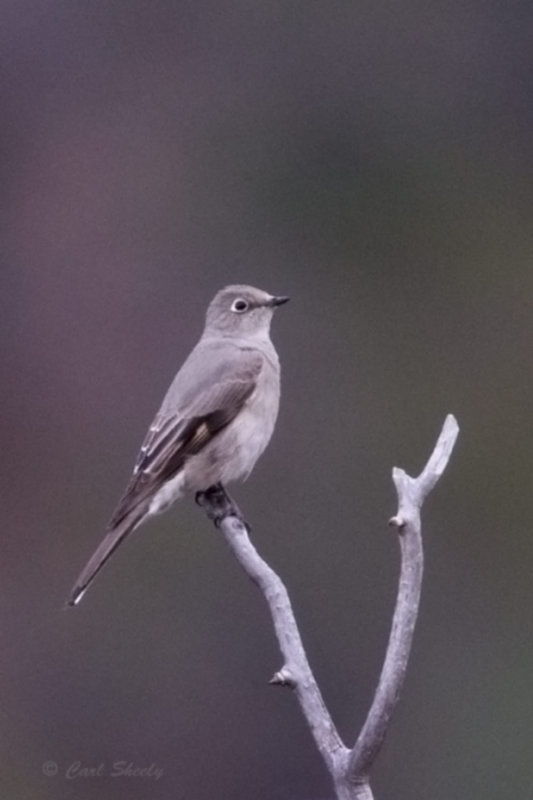 Townsends Solitaire9426.jpg