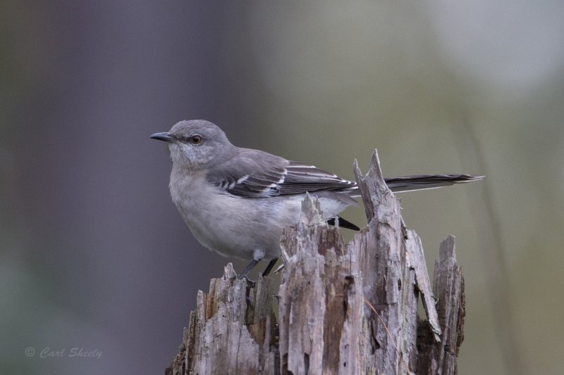 131214_019 Mockingbird.tif