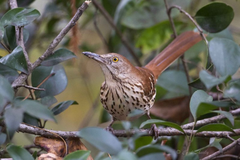 131214_016 Brown Thrasher.jpg