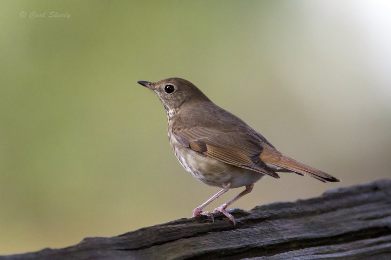 131214_005 Hermit Thrush.tif