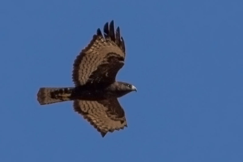 Dark-Redtail6991.jpg