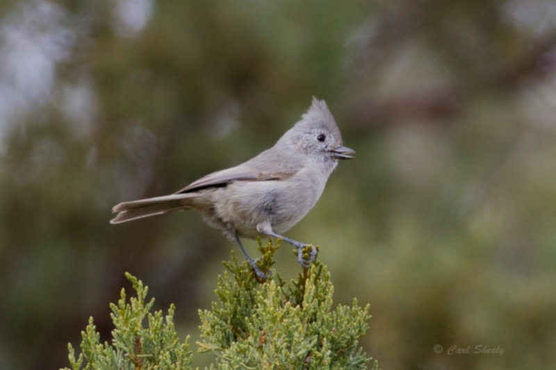 Juniper9563.jpg