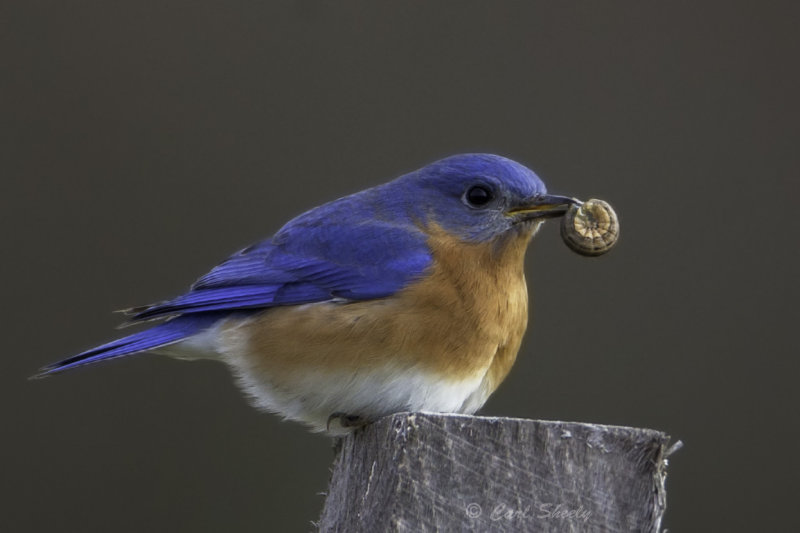 Bluebird1424.jpg