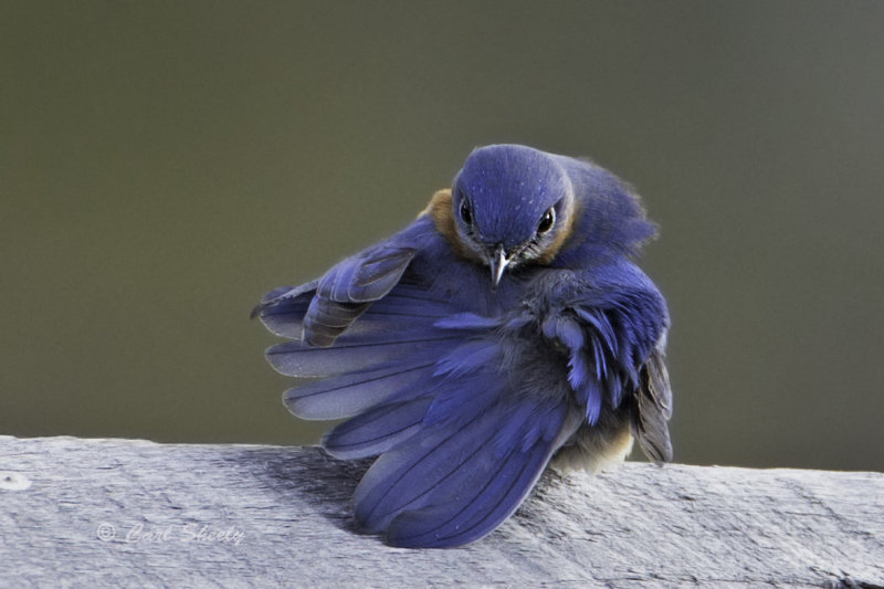 Bluebird1483.jpg