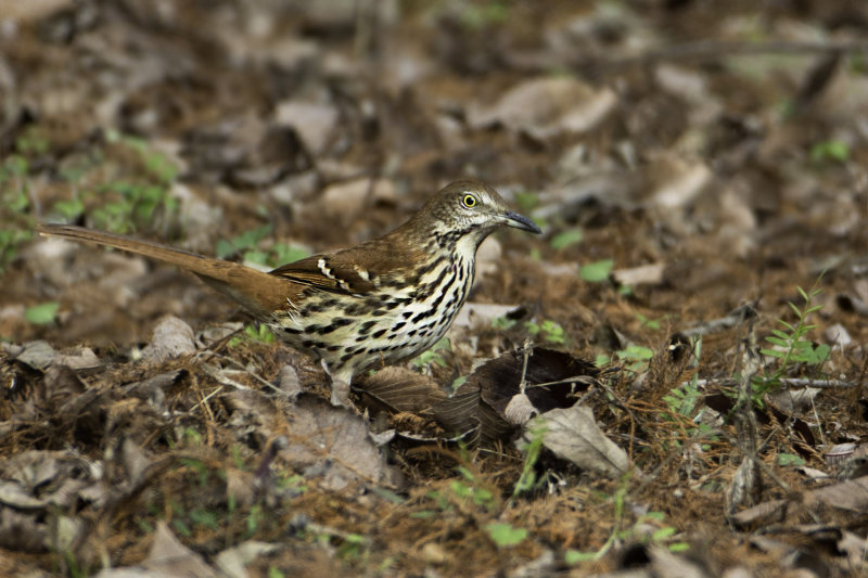 Brown Thrasher1696.jpg