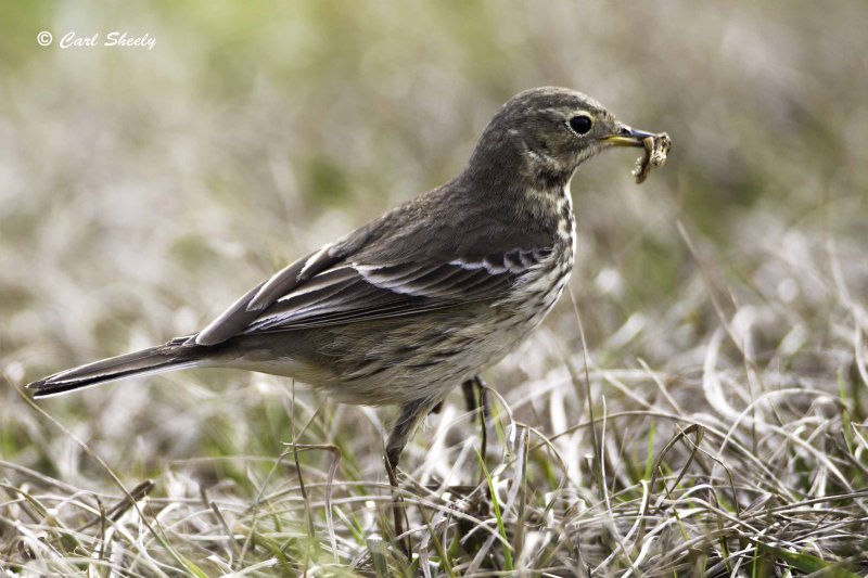 Am Pipit1566.jpg