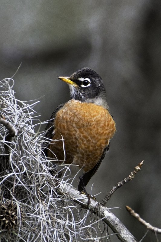 Robin1749.tif