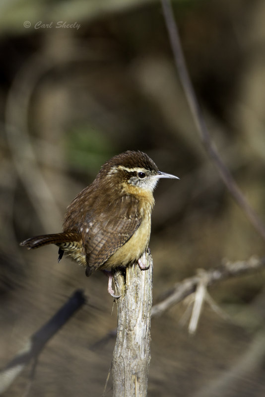 Carolina Wren0541.jpg
