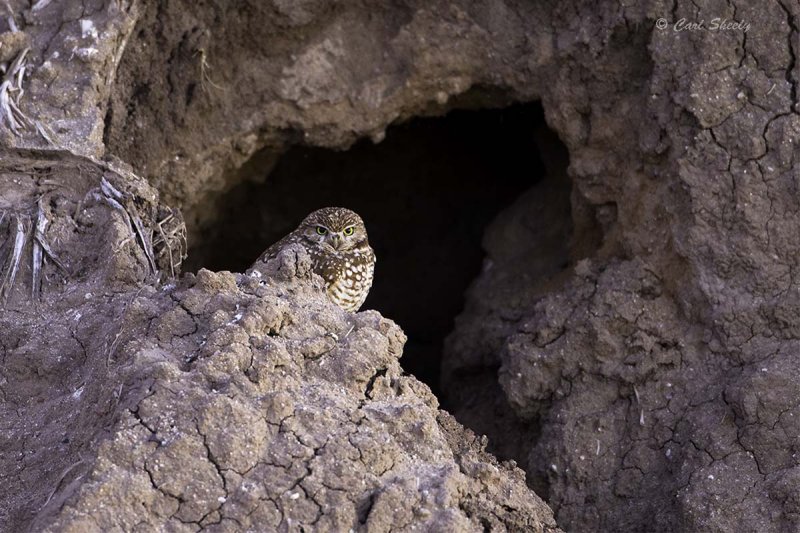 Burrowing Owl 2008.jpg