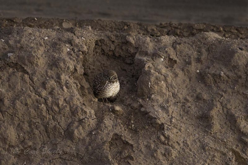 Burrowing Owl1964.jpg