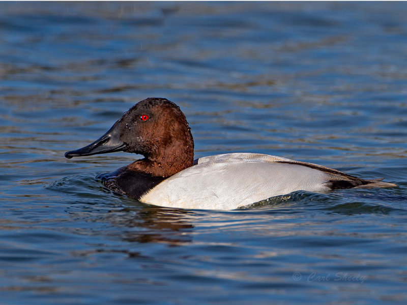 Canvasback-2328.jpg