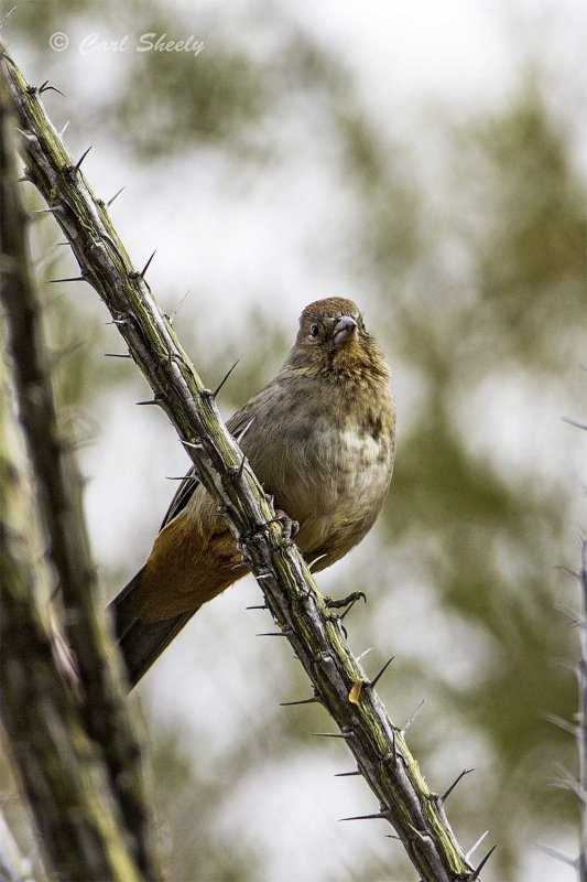Canyon Towhee 3250.jpg