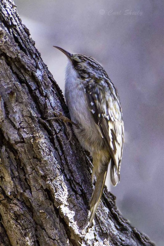 Mexican Brown Creeper 3038.jpg