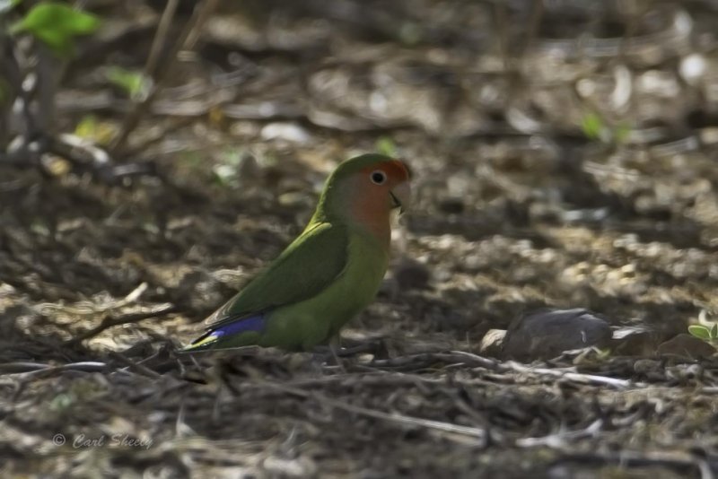 Rosy-faced Lovebird-1.jpg