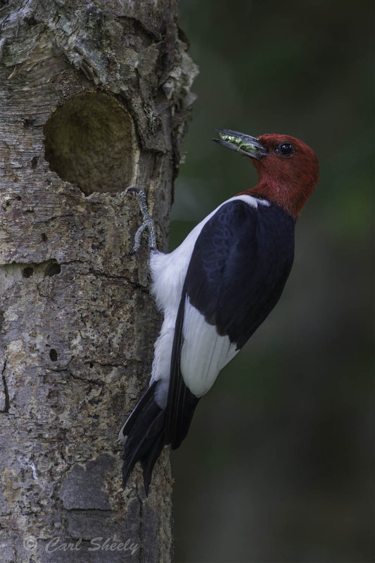 Red-headed Woodpecker4119.jpg