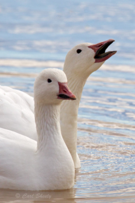 Geese9660.jpg