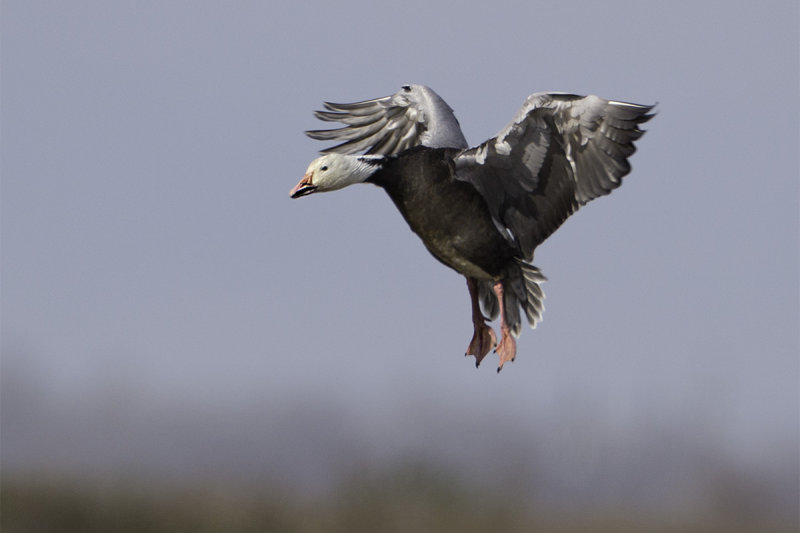 SnowGoose4767.jpg