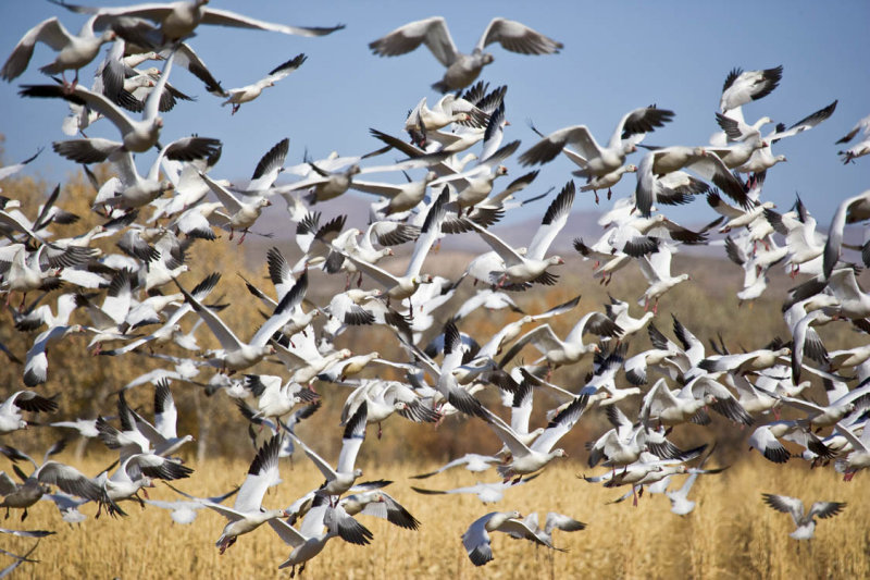 Snow Geese-9.jpg