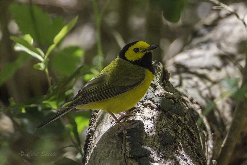 Hooded Warbler3891.jpg