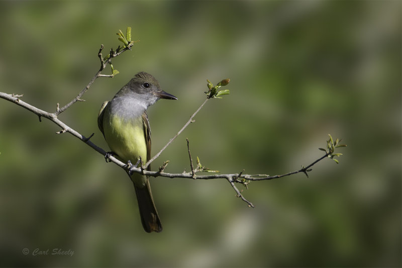 Great crested Flycatcher-Peveto.jpg