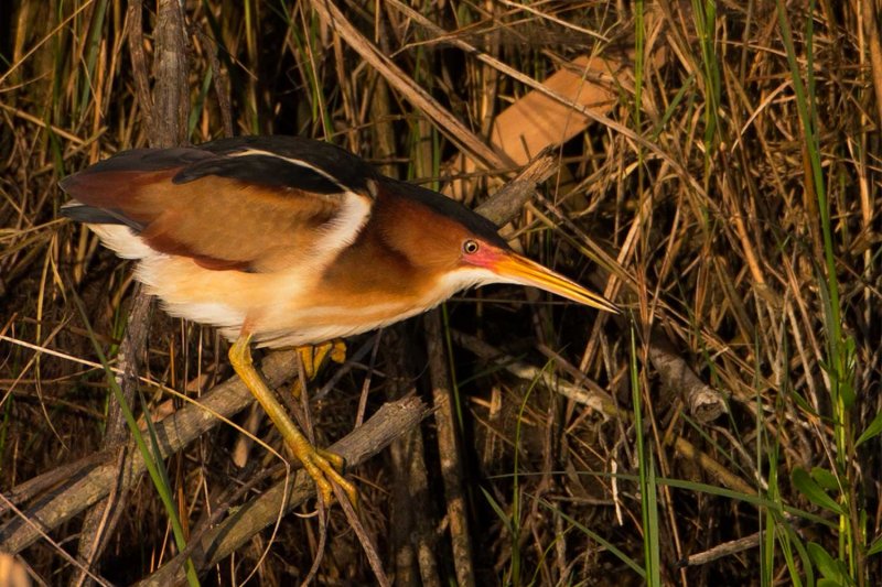 Least-Bittern-Cameron-2.jpg