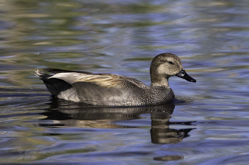 Gadwall5162.jpg