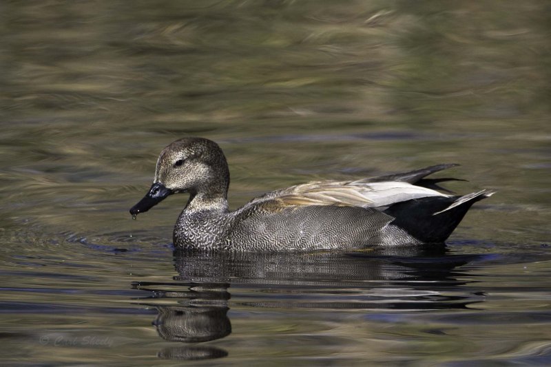 Gadwall5165.jpg